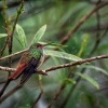 Kolibrik rezavoocasy - Amazilia tzacatl - Rufous-tailed Hummingbird o5556